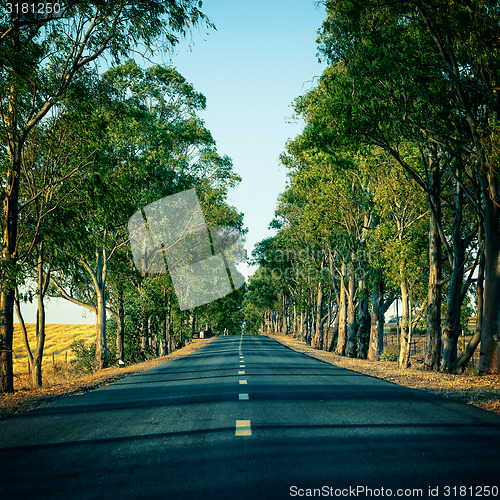 Image of Road Running Through Trees Alley