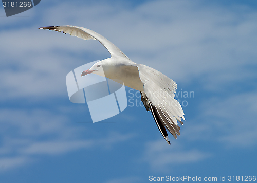 Image of Seagull in Flight