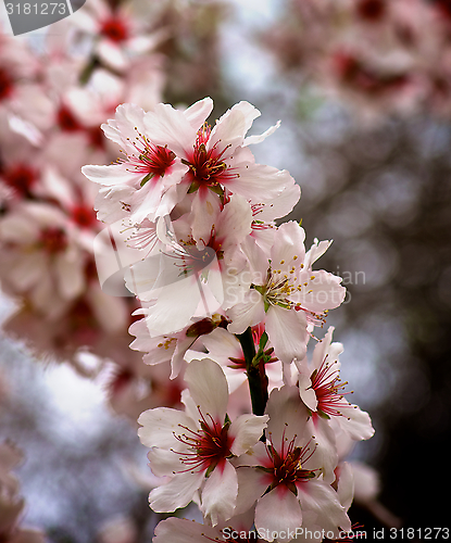 Image of Cherry Blossom