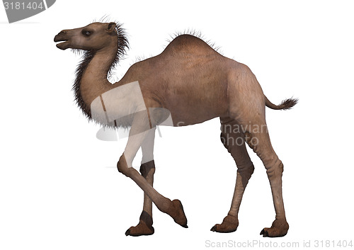 Image of Camel