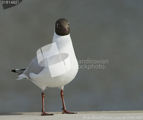 Image of Black-headed Gul