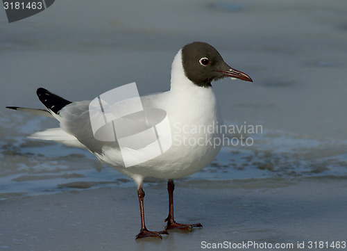 Image of Black-headed Gul