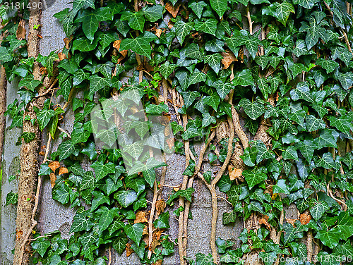 Image of Ivy