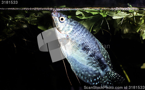 Image of Cosby Gourami, male builing bubble nest. Trichogaster Trichopterus.