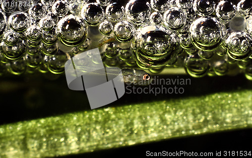 Image of Cosby gourami, Bubble nest with egg and fry. Trichogaster Trichopterus..