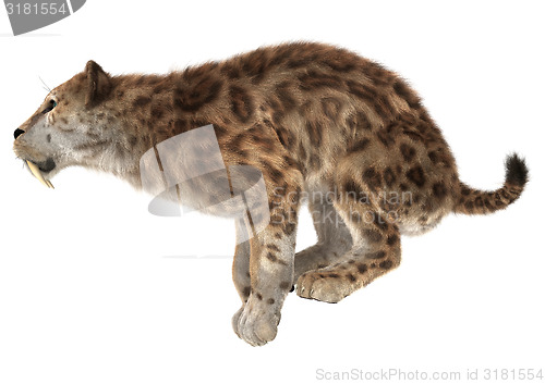 Image of Big Cat Smilodon