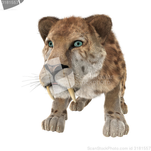 Image of Big Cat Smilodon