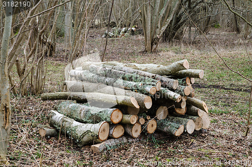 Image of Firewood pile in a deciduous forest