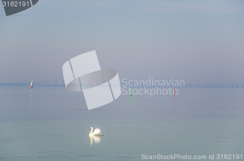 Image of Swimming swan by the coast