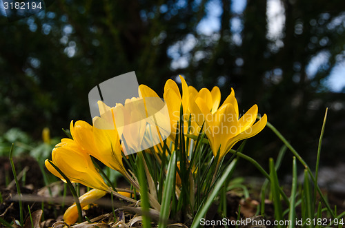 Image of Yellow crocus group