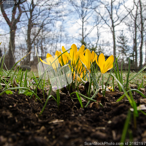 Image of Group of shiny crocuses