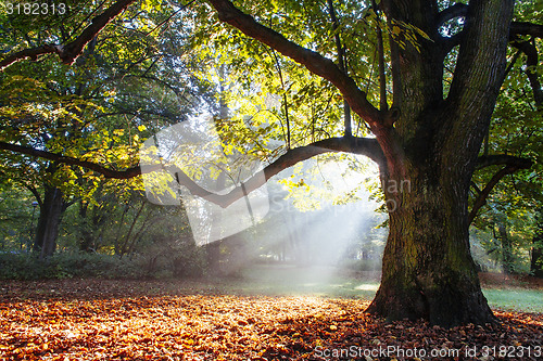 Image of mighty oak tree