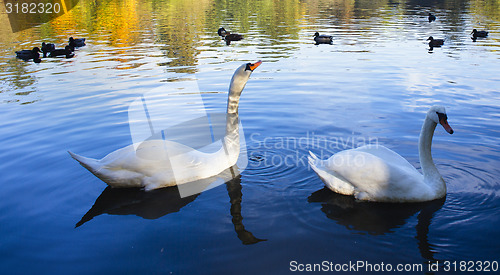 Image of Gracefull swans floating on water