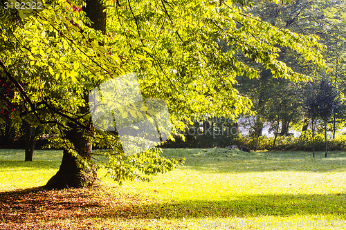 Image of Japanese garden