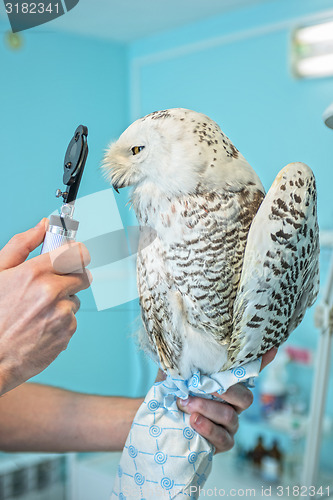 Image of owl at vet