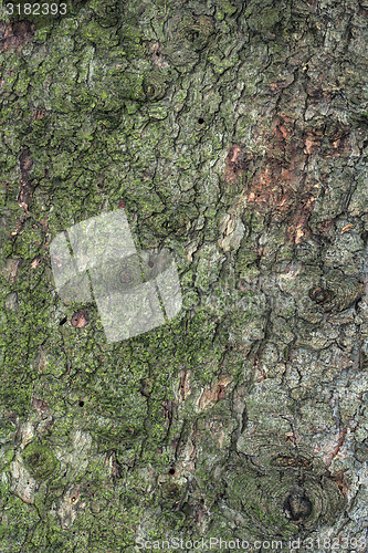 Image of Pine Tree Texture