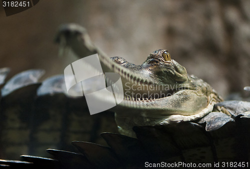Image of Gharial (also known as the gavial)