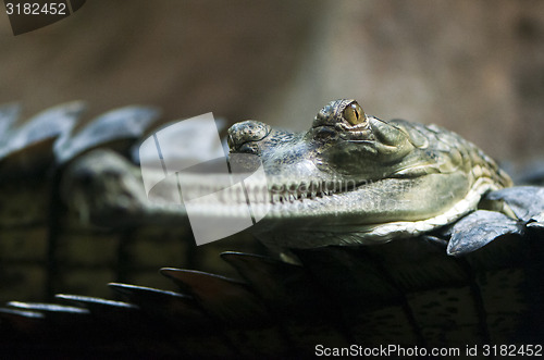 Image of Gharial (also known as the gavial)