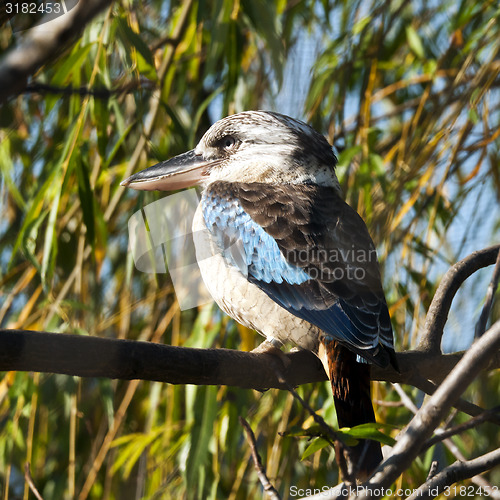 Image of Blue-winged kookaburra