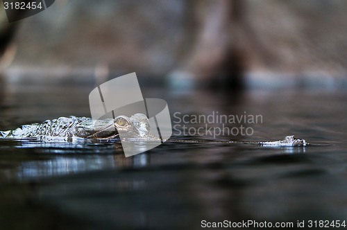 Image of Gharial (also known as the gavial)