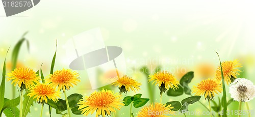 Image of Dandelions in the meadow. Collage.