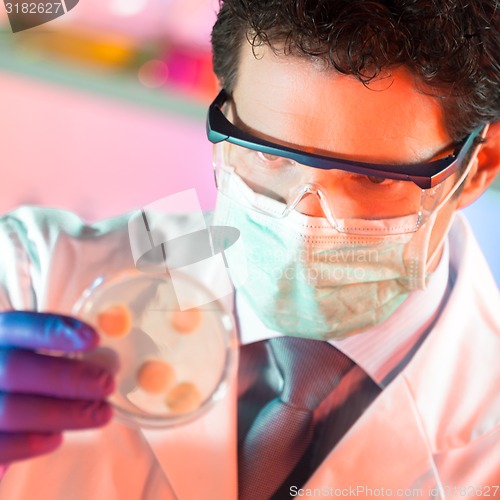 Image of Scientist observing petri dish.