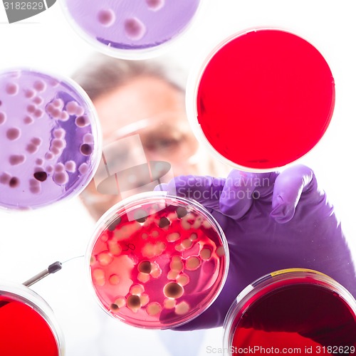 Image of Senior life science researcher grafting bacteria.