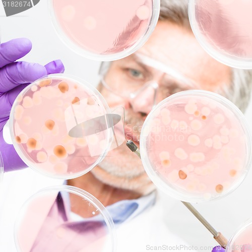 Image of Senior life science researcher grafting bacteria.