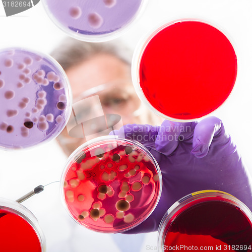 Image of Senior life science researcher grafting bacteria.