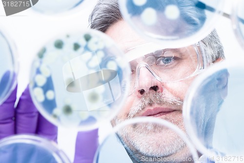 Image of Senior life science researcher grafting bacteria.