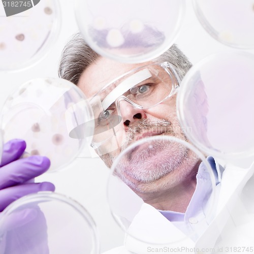 Image of Senior life science researcher grafting bacteria.