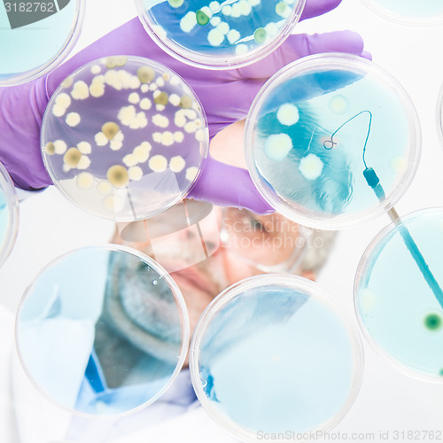 Image of Senior life science researcher grafting bacteria.