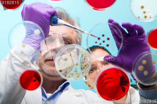 Image of Senior life science researcher grafting bacteria.