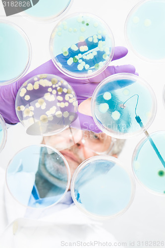 Image of Senior life science researcher grafting bacteria.