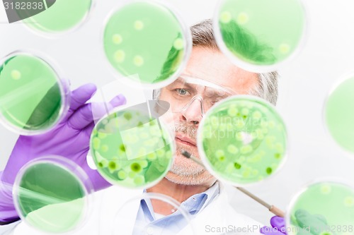 Image of Senior life science researcher grafting bacteria.