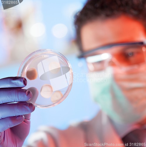 Image of Scientist observing petri dish.