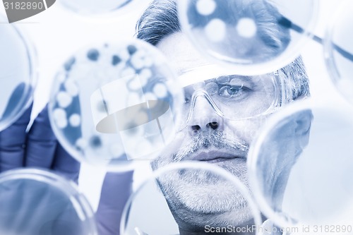 Image of Senior life science researcher grafting bacteria.