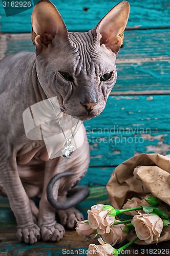 Image of serious cat breed Sphynx