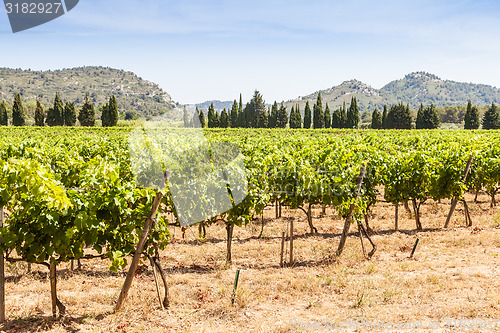 Image of Provence vineyard