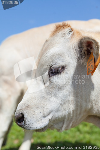 Image of Free calf on Italian Alps