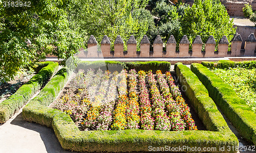 Image of Tagetes garden in spring season