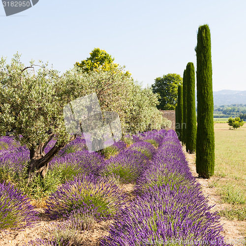 Image of Lavander field