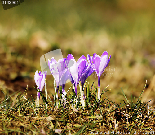Image of First spring flowers 
