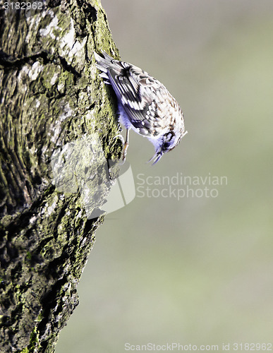 Image of Eurasian treecreeper 