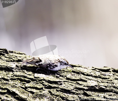 Image of Eurasian treecreeper 