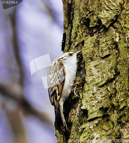 Image of Eurasian treecreeper 