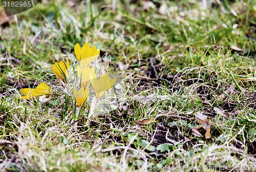 Image of First spring flowers 