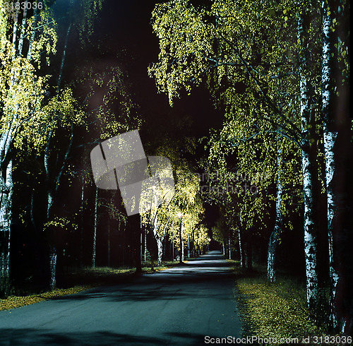 Image of Birch avenue in the autumn darkness.