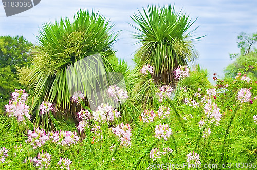 Image of tropical plants