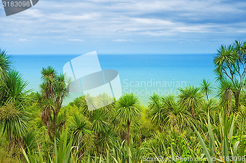 Image of palm trees 